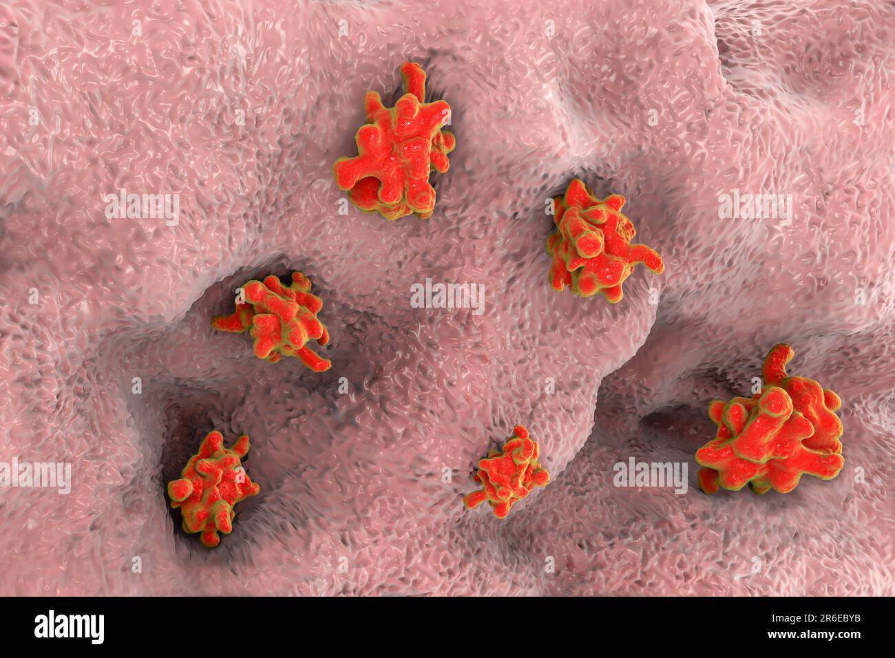 Parasitäre Amöben (Entamoeba histolytica) verursachen Amöbenruhr und Geschwüre (vegetatives Trophozoitstadium), Computerdarstellung. Amöbenruhr schon Stockfoto