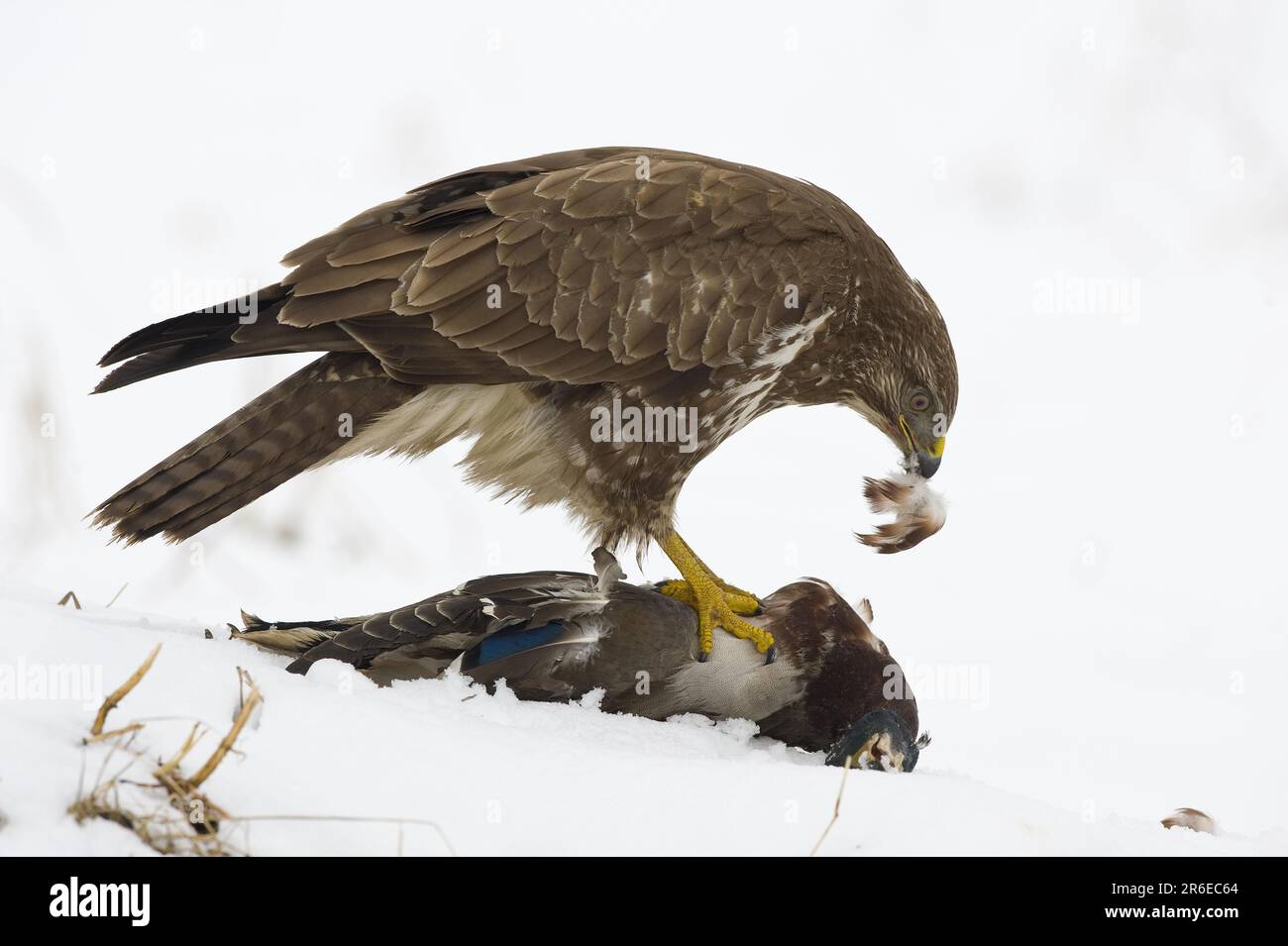 Europäischer Bussard mit Stockfisch-Beute (Buteo buteo), pflückend, beiseite Stockfoto