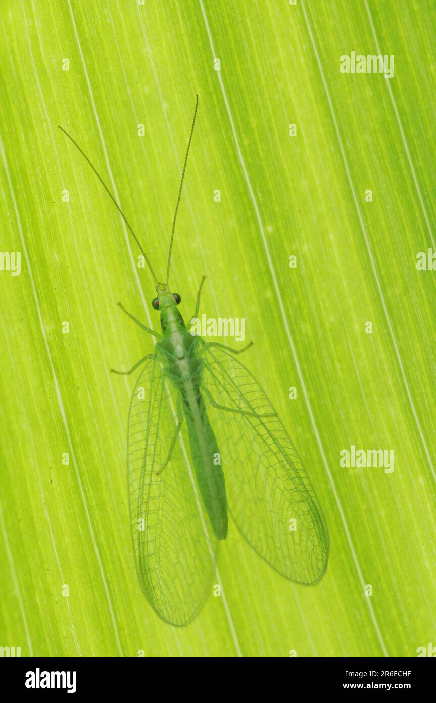 Gemeiner grüner Lacewing (Chrysoperla carnea), Nordrhein-Westfalen, Deutschland Stockfoto