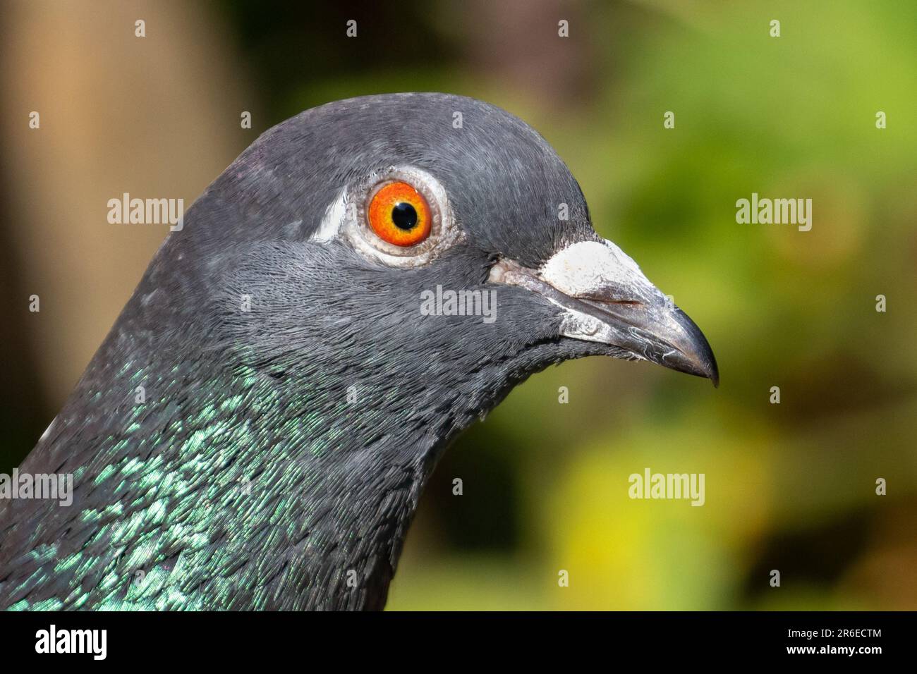 Feral Pigeon, Columba livia, Vereinigtes Königreich Stockfoto