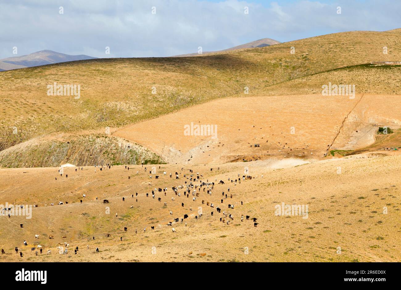 Ziegenhaltung auf Fuerteventura Stockfoto