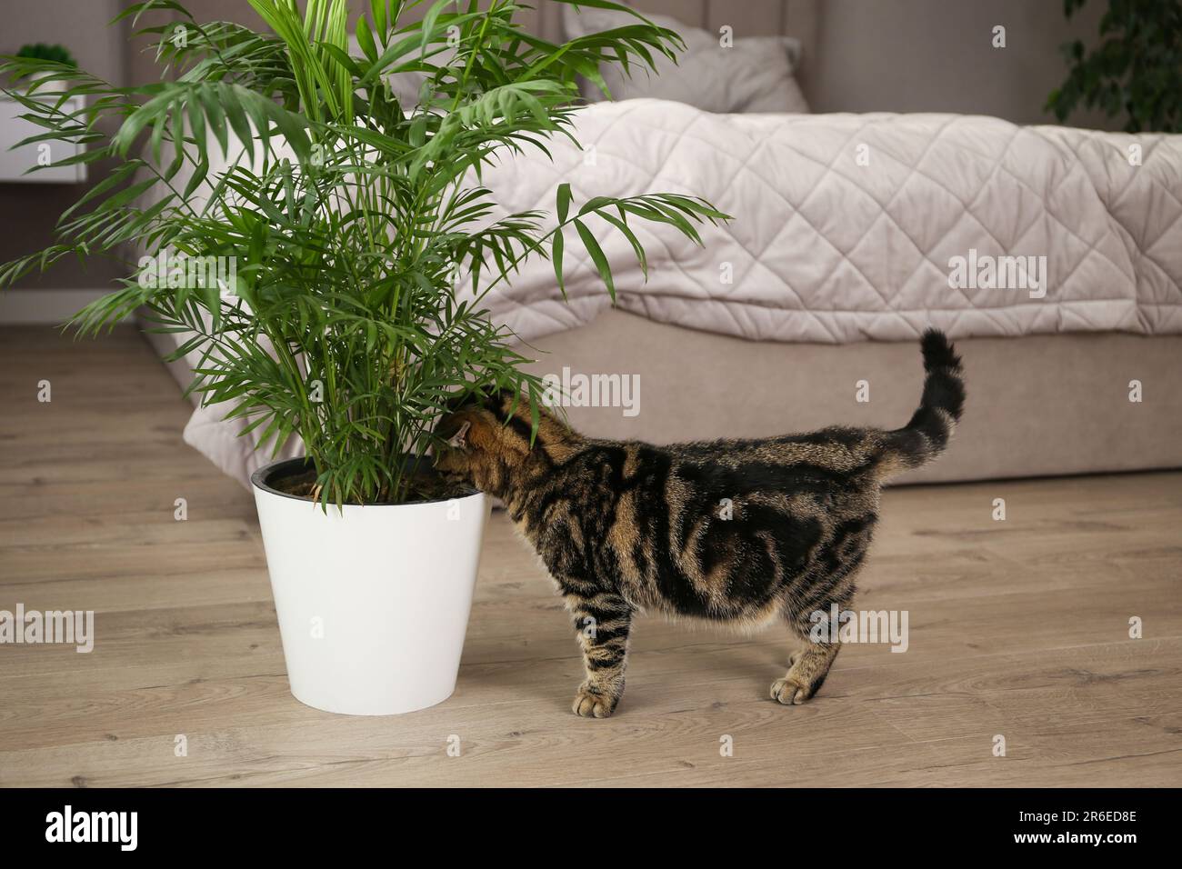 Die Katze schnüffelt einen Topf mit einer Blume. Stockfoto