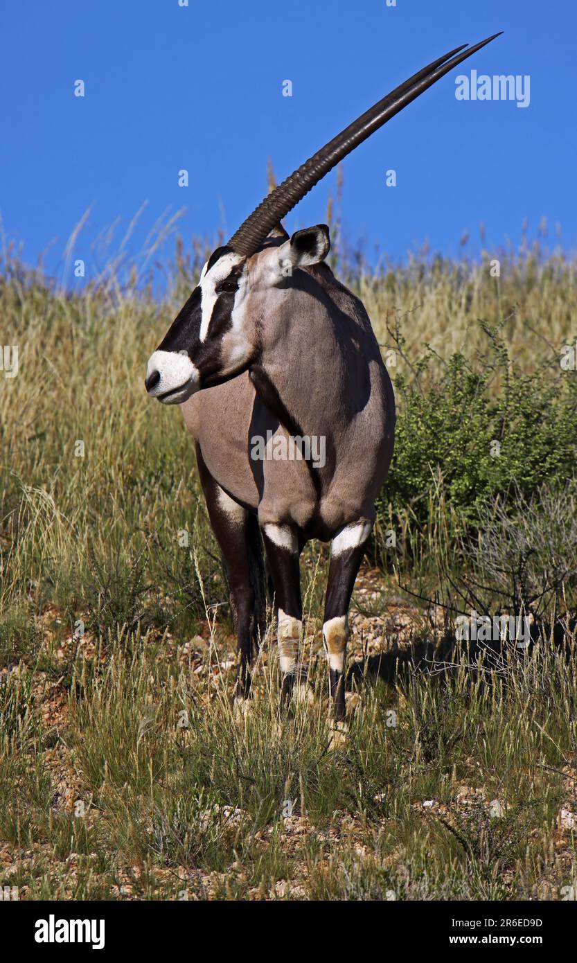 Oryxantilope, Kgalagadi Transfrontier-Nationalpark, S. Stockfoto