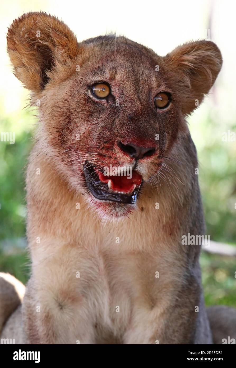 Der junge, blutige Kalahari L. Stockfoto