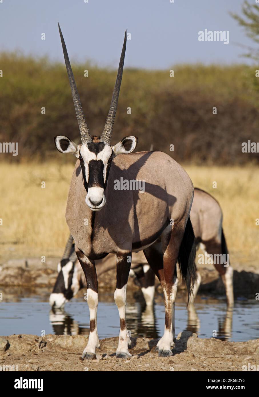 Oryxantilopen, zentrales Kalahari Wildreservat, Botsuana, Gemsboks (Oryx Gazella) Stockfoto
