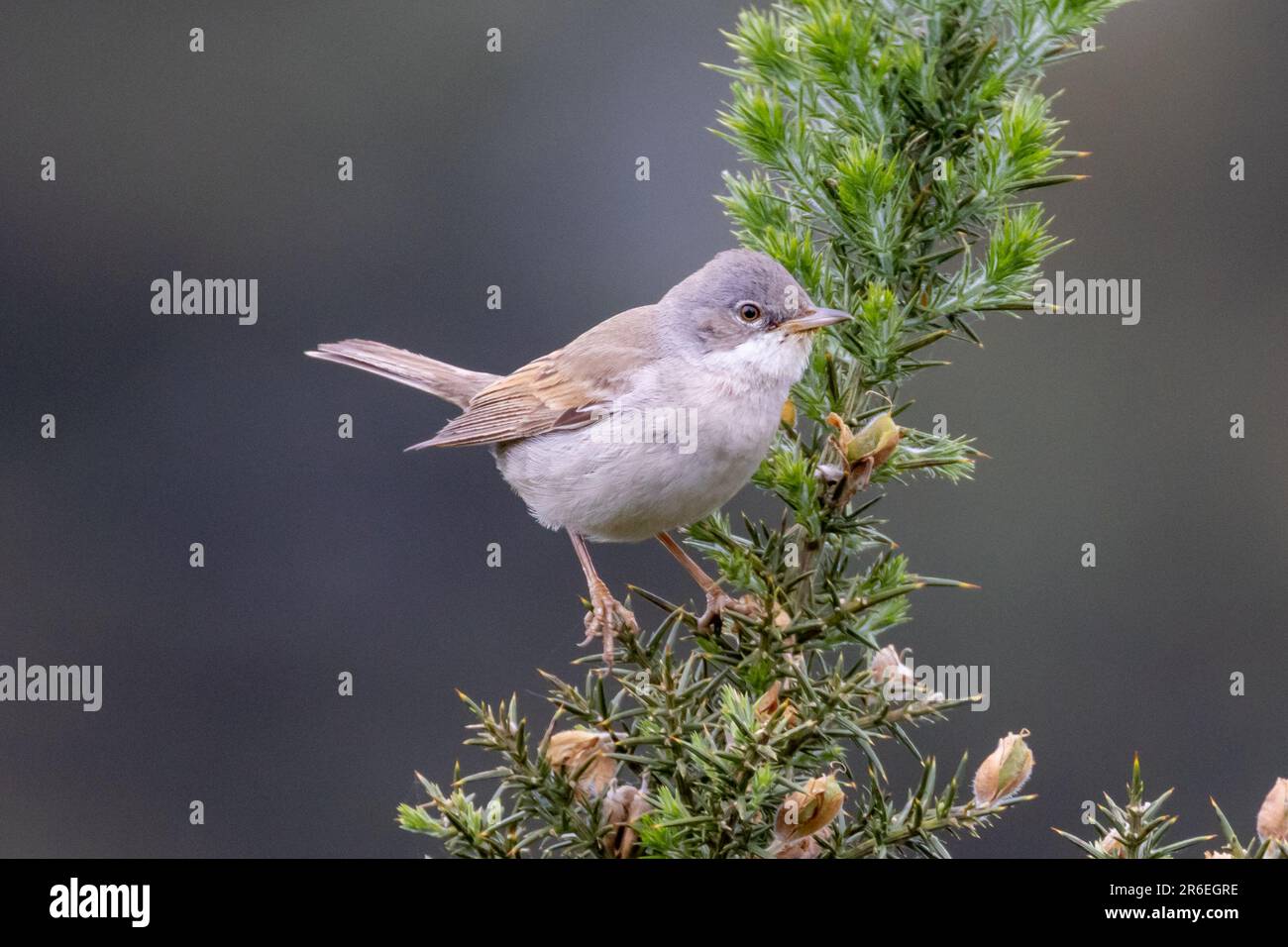 Gemeiner Weißer Hals, Sylvia communis, unter den Gorse-Büschen, Sussex, Großbritannien Stockfoto