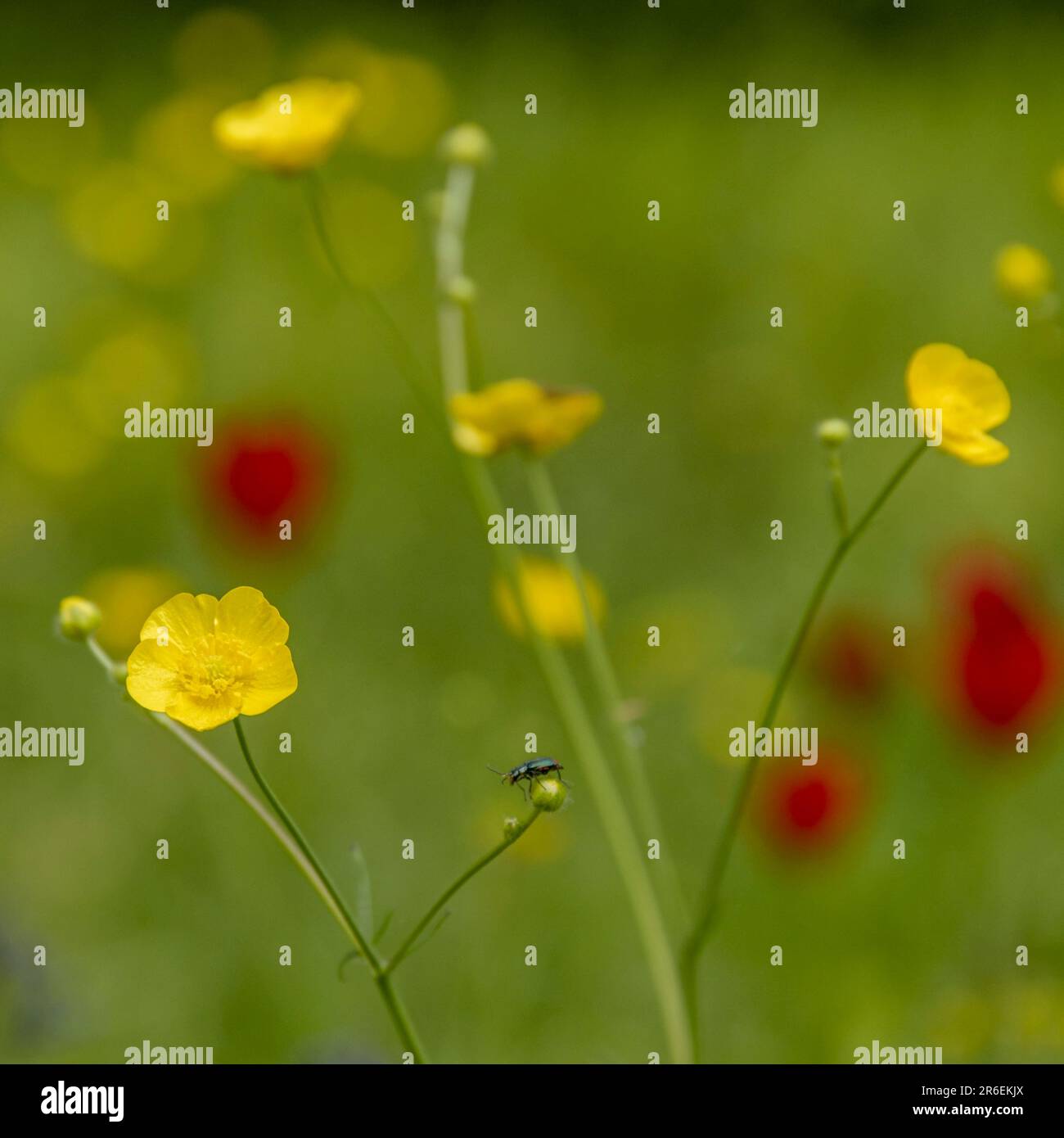 Wilde gelbe Butterblume und Käfer Stockfoto