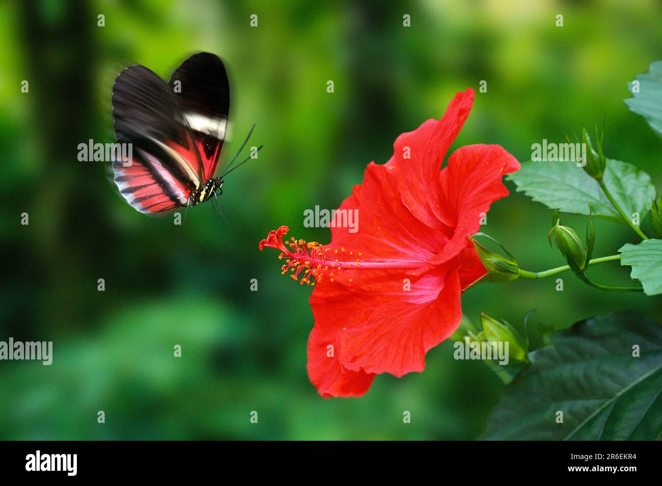 Passionsblüten-Schmetterling und Postmannschmetterling (Heliconius melpomene) Stockfoto