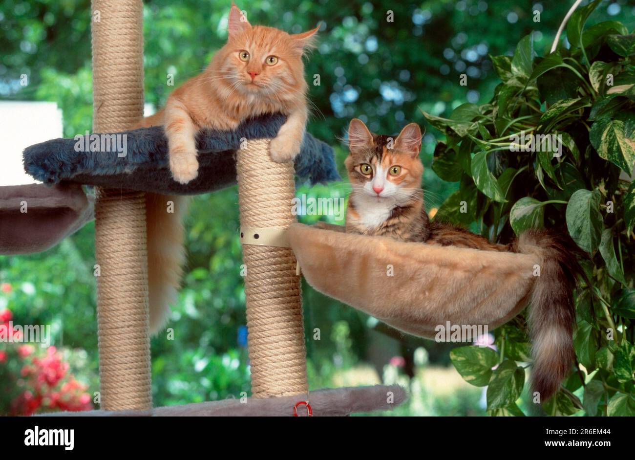 Norwegische Waldkatzen, schwarz-tabby-Tortie-weiß und rot-silber-klassisch Stockfoto