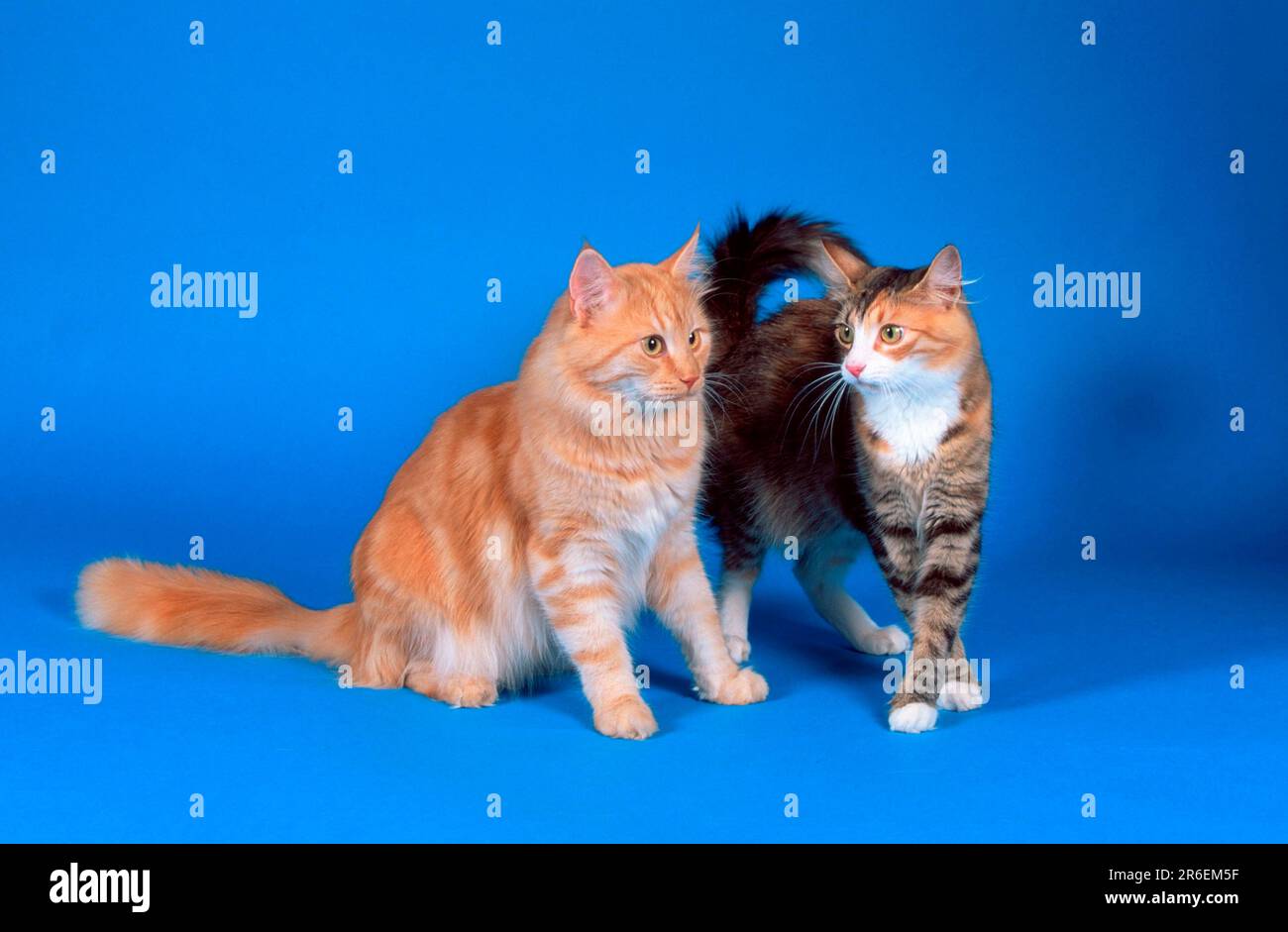 Norwegische Waldkatzen, schwarz-tabby-Tortie-weiß und rot-silber-klassisch Stockfoto