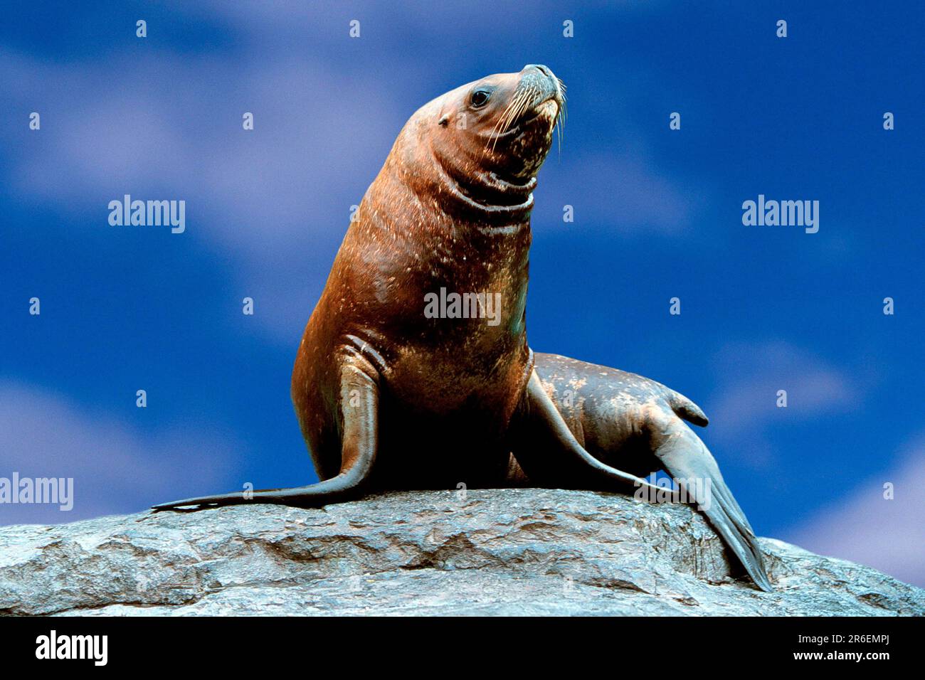 Südamerikanische Seelöwen (Otaria byronia), Maehnenrobbe, [Maehnenrobbe, Tiere, Südamerika, südamerika, sitzen, sitzend, Erwachsener, Querformat Stockfoto