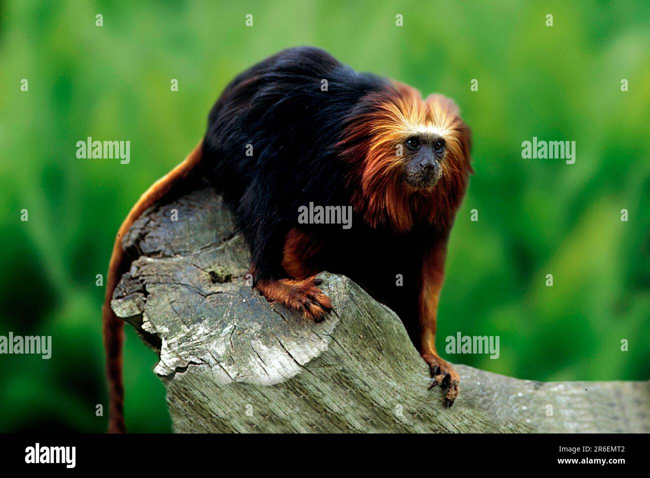 GoldkopfTamarin (Leontopithecus rosalia chrysomelas) Stockfoto