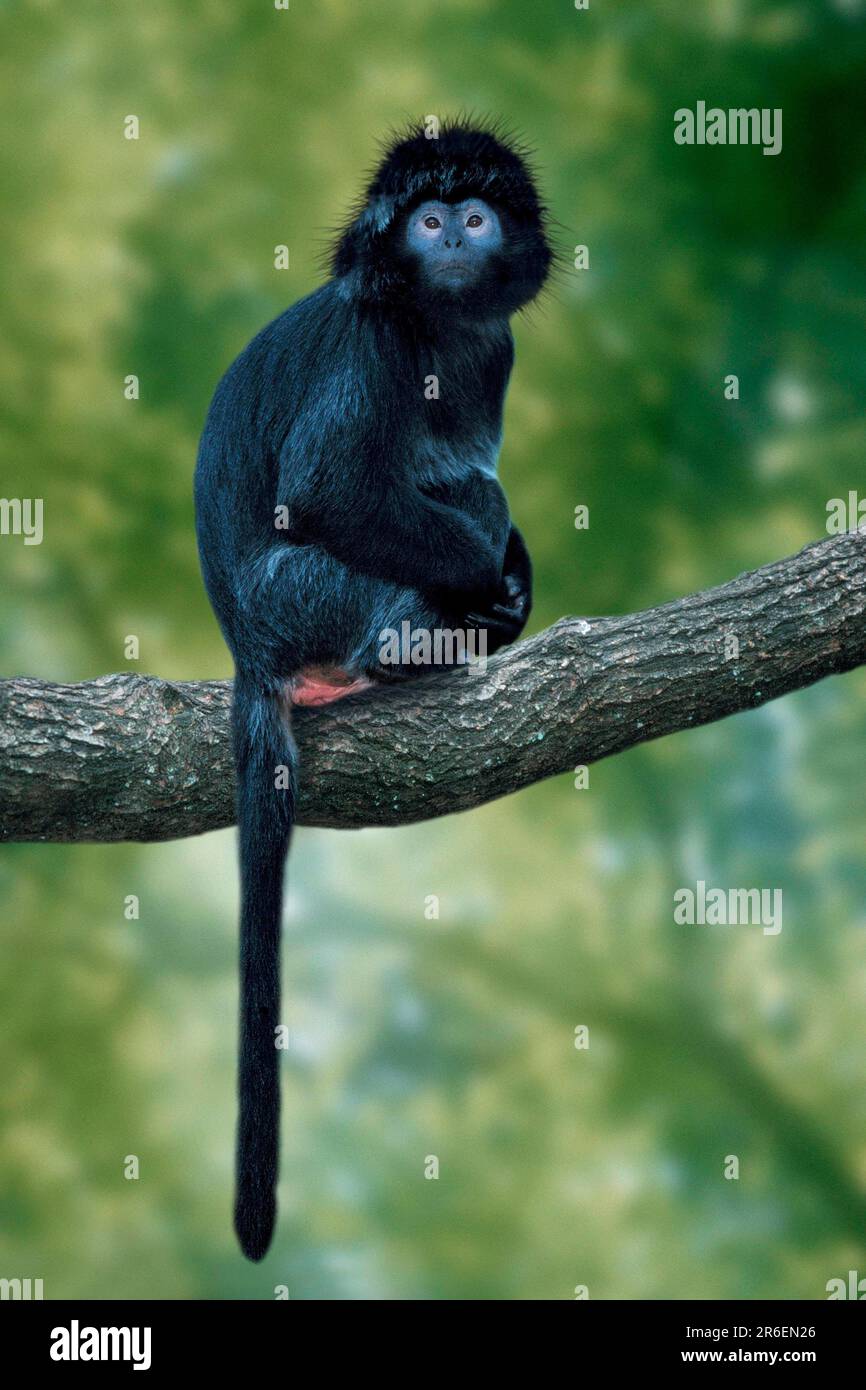 Javan Langur (Trachypithecus auratus auratus), Javalangur, Javanischer Langur, [Tiere, Ast, Abzweig, aussen, Außen, seitlich, seitlich, seitlich, Asien, asien Stockfoto