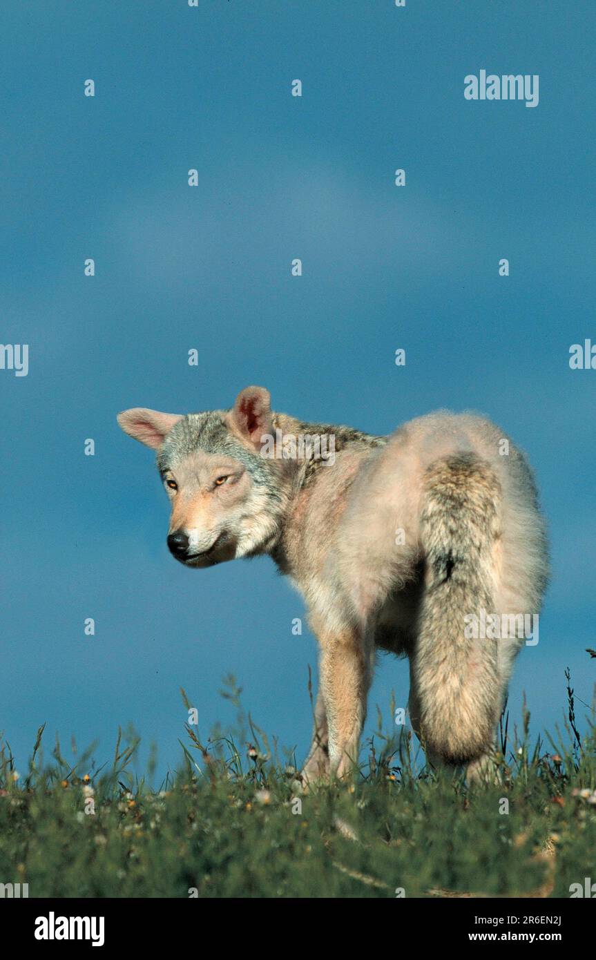 Wolf in Schafskleidung, Gähnen, Wolf in Schafskleidung, Gähnen (Tiere) (außen) (Wiese) (von hinten) (stehend) (Erwachsener) Stockfoto