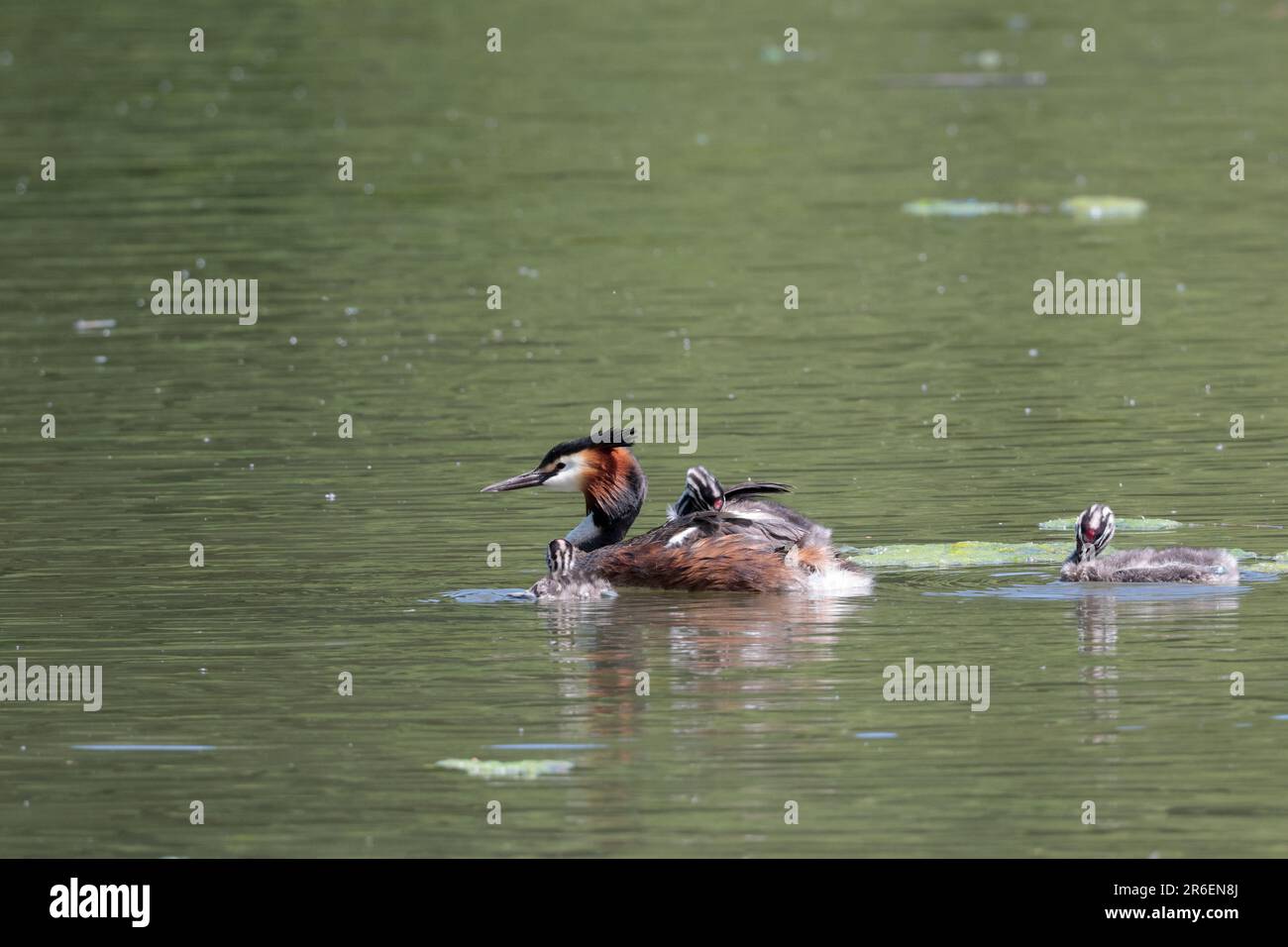 Podiceps cristatus, Erwachsene züchten Gefieder dunkles Doppelwappen Orange und schwarze Rumpf weißes Gesicht und Hals, jung schwarz und weiß Stockfoto