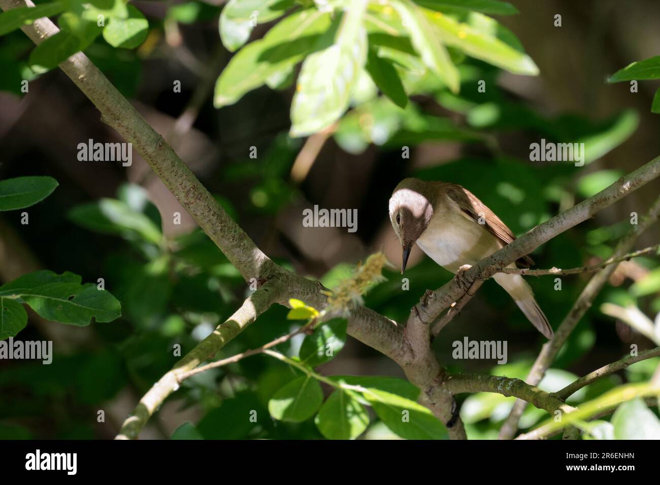 Schilfstrümmer Acrocephalus scirpaceus, in einem Baum an einem Teich, sonnenbeleuchtet, warme braune Oberteile, blass Unterteile, meist dunkle Beine, abgerundeter Kopf, schmaler Schirm Stockfoto