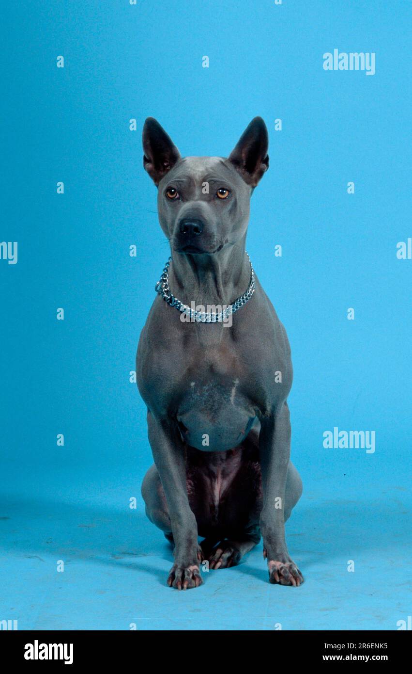 Thai Ridgeback Dog Stockfoto