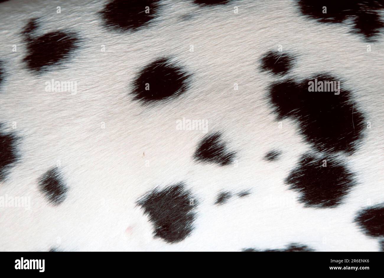 Dalmatiner, Mantel, Dalmatiner, Mantel (Tiere) (Nahaufnahme) (Nahaufnahme)  (Schwarz/Weiß) (Schwarz/Weiß) (Erwachsene) (Querformat Stockfotografie -  Alamy