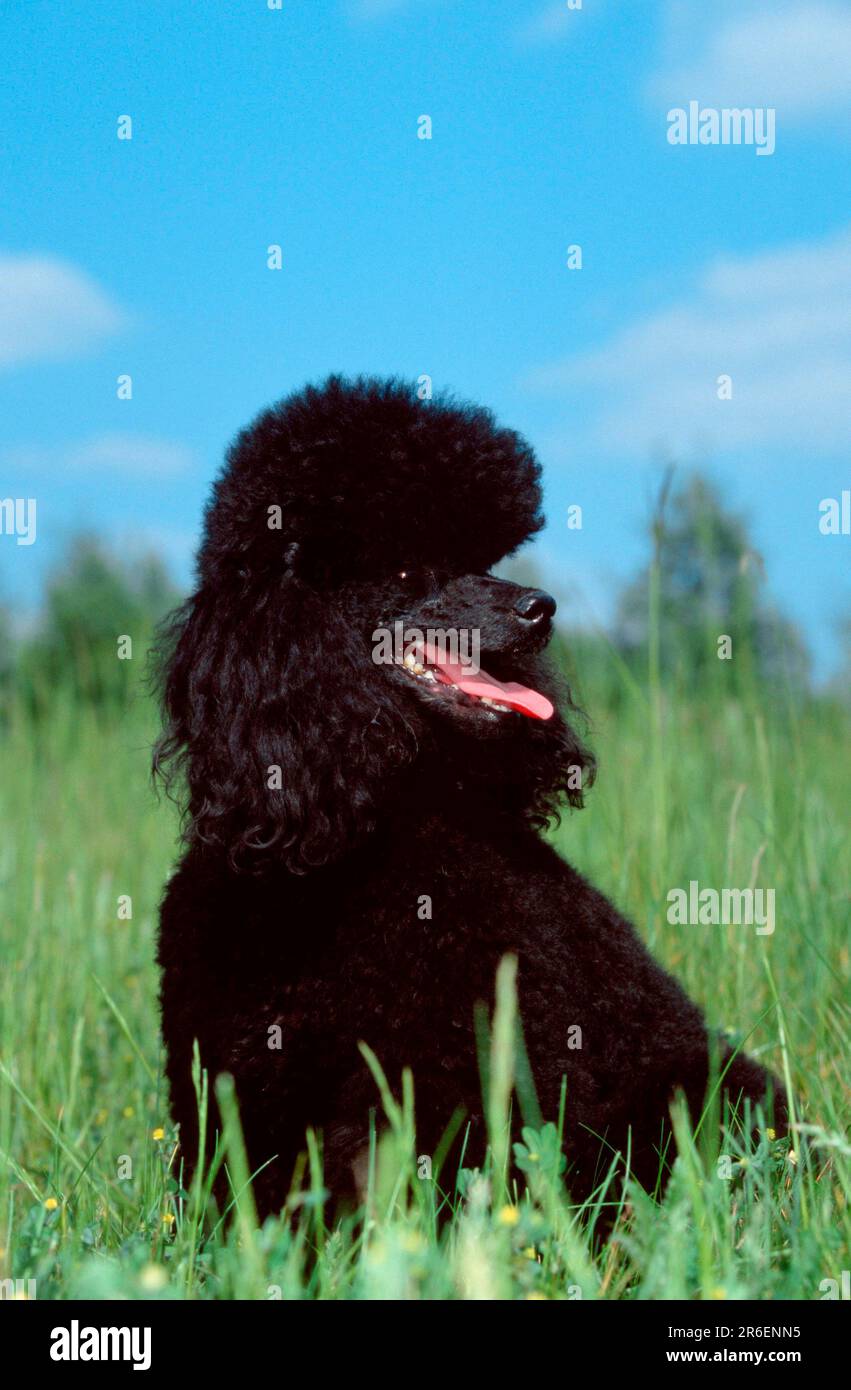 Spielzeugpudel, schwarz (Tiere) (außen) (Weide) (Hecheln) (Sitzen) (Erwachsene) (Säugetiere) (Haustier) (Haustier) (Haushund) Stockfoto