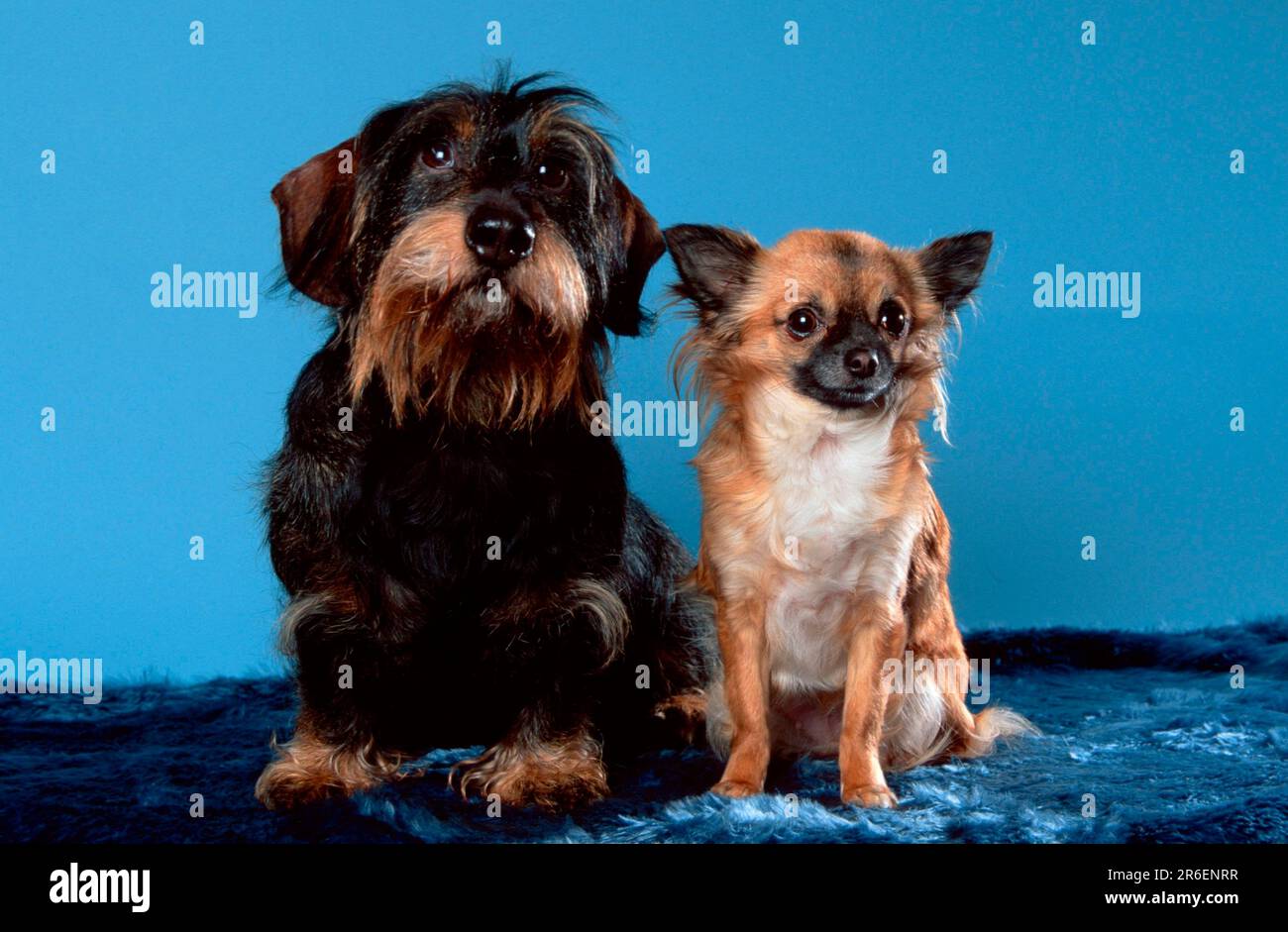 Rothaariger Dachshund und Chihuahua, langhaarige Stockfoto