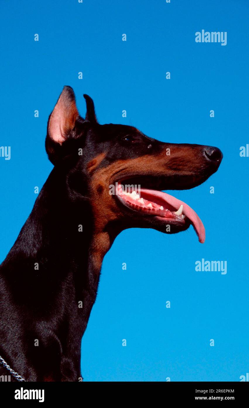 Doberman Pinscher, gekürzte Ohren Stockfoto