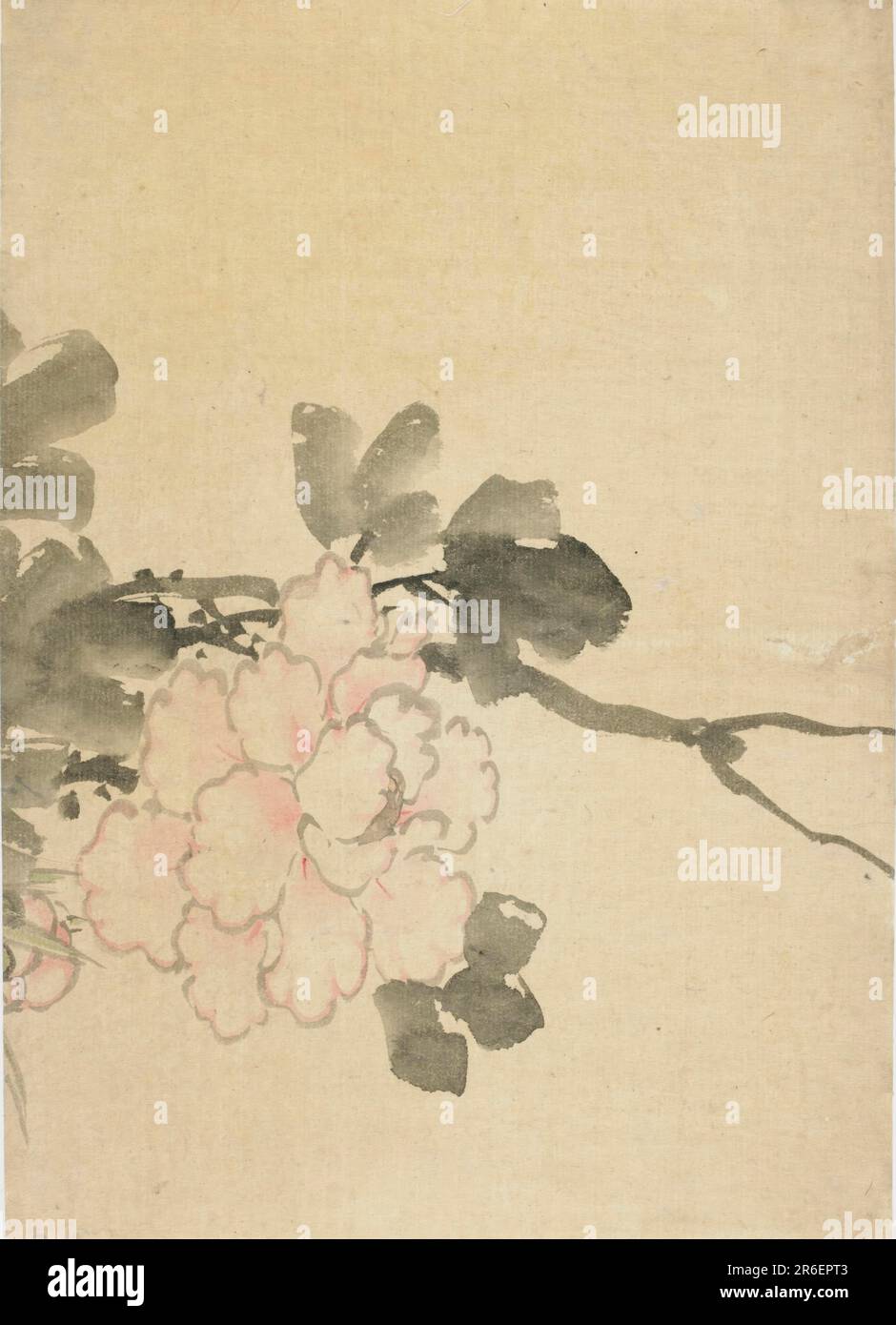 Pfingstrosen. Ursprung: Japan. Punkt: Edo Punkt. Datum: 1760-1849. Tinte und Farbe auf Papier. Museum: Freer Gallery of Art und Arthur M. Sackler Gallery. Stockfoto