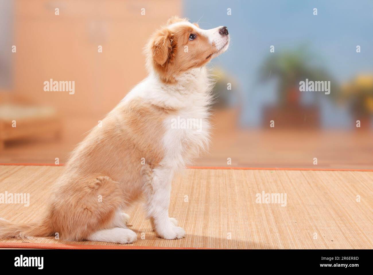 Border Collie, Hündchen, 14 Wochen, australisch rot-weiß, seitwärts Stockfoto