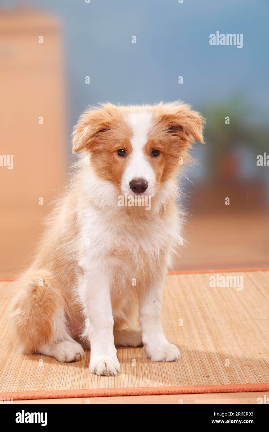 Border Collie, Hündchen, 14 Wochen, australisches Rot und Weiß Stockfoto