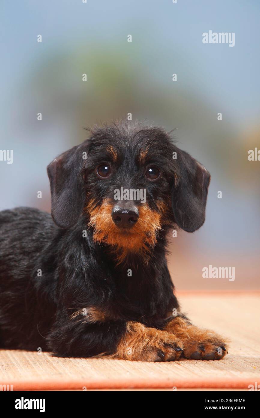 Drahthaar Zwergdackel Stockfoto