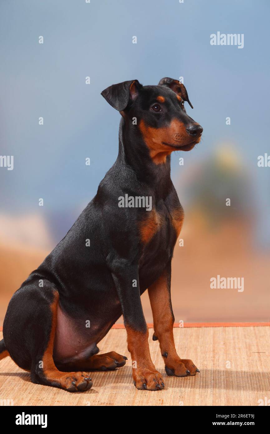 Deutsche Pinscher, Welpen, 17 Wochen Stockfoto