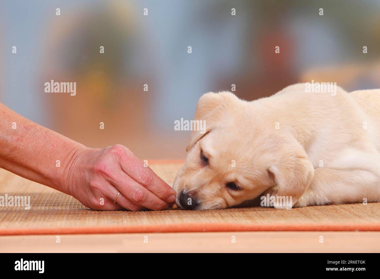 Labrador Retriever, Hündchen, 9 Wochen, Sport-„Ort“, bekommt Leckereien, Hundetraining Stockfoto