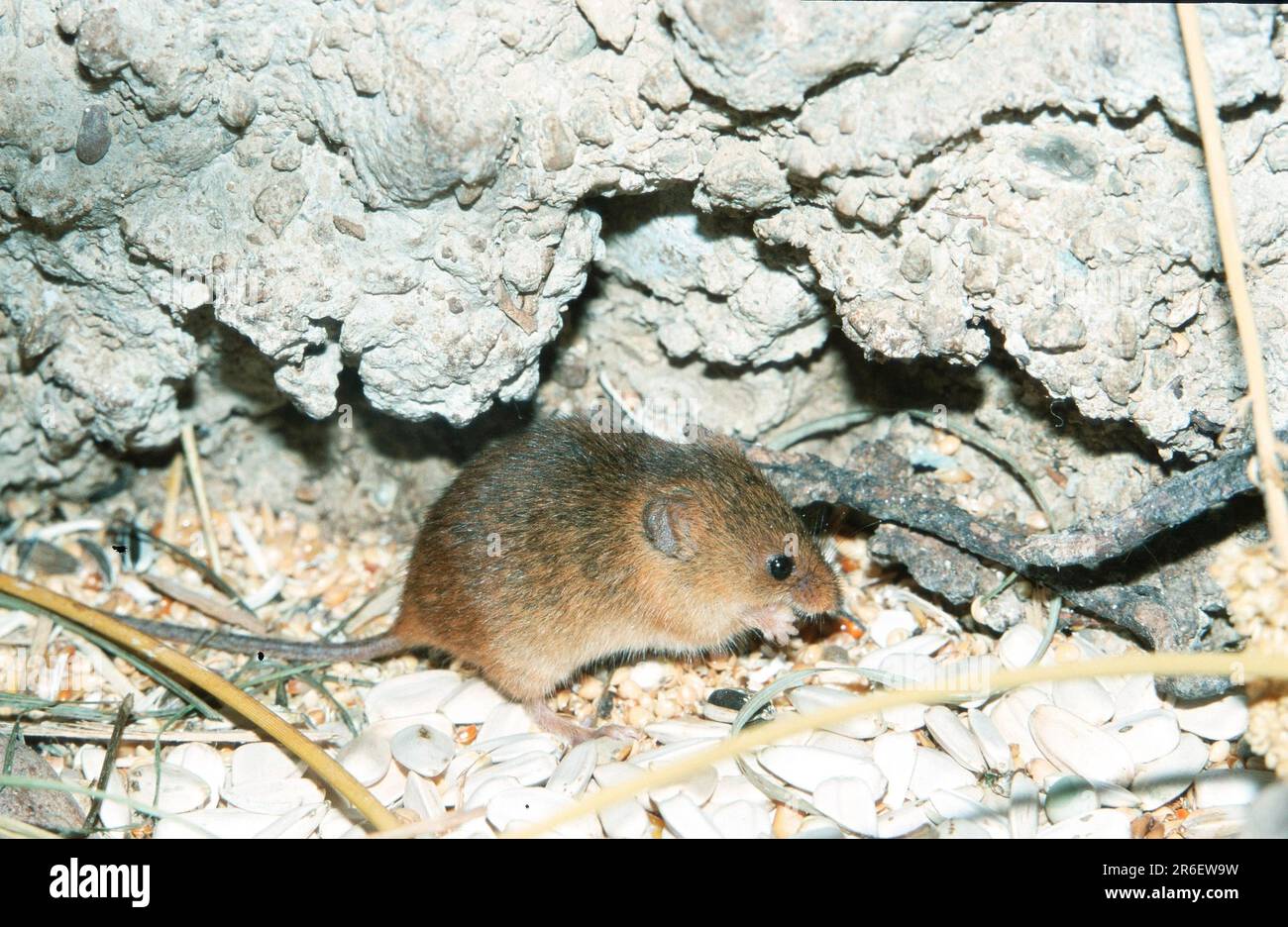 Old World Harvest Mouse, eurasische Erntemaus (Micromys minutus) (Europa) (asien) (Säugetiere) (Tiere) (Nagetiere) (Nagetiere) (außen) Stockfoto