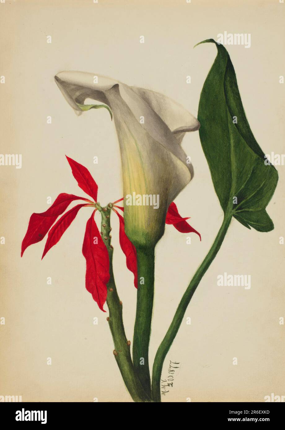 Unbenannt (Calla Lily). Datum: 1877. Aquarell auf Papier. Museum: Smithsonian American Art Museum. Stockfoto