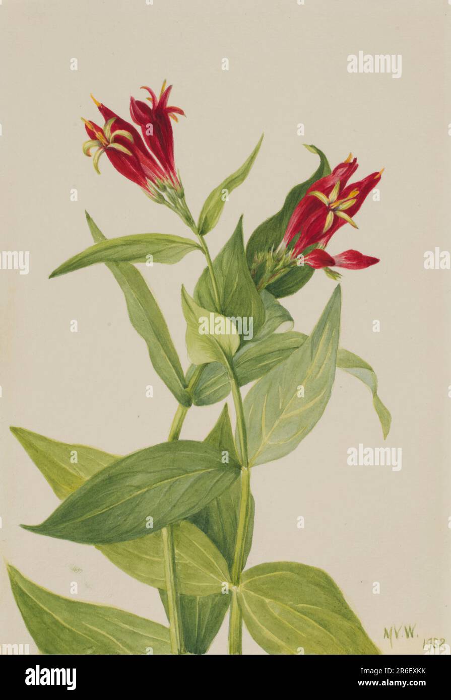 Carolina Pink (Spigelia marylandica) Datum: 1932. Aquarell auf Papier. Museum: Smithsonian American Art Museum. Stockfoto