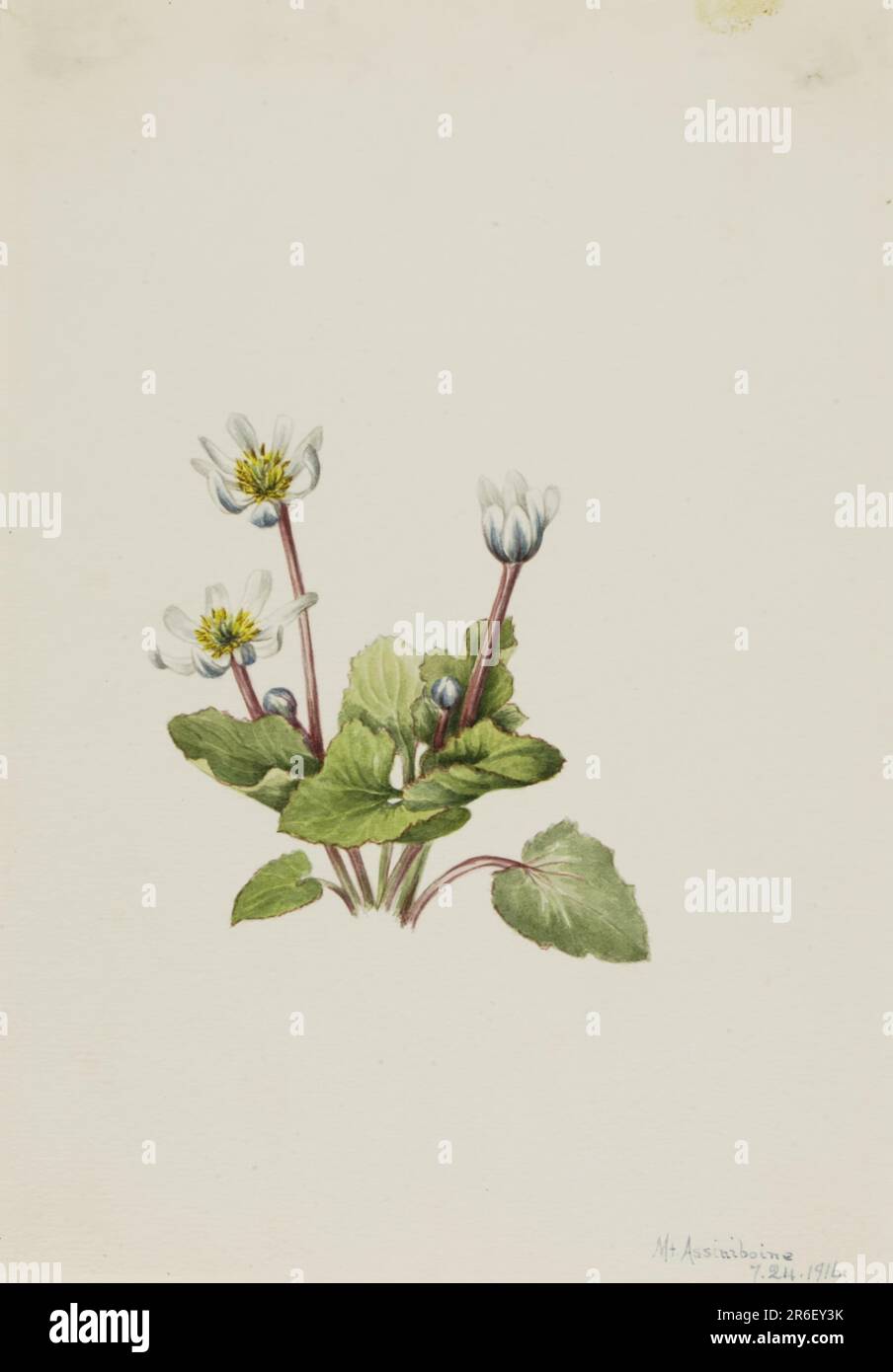 Elkslip (Caltha leptosepala). Datum: 1916. Aquarell auf Papier. Museum: Smithsonian American Art Museum. Stockfoto