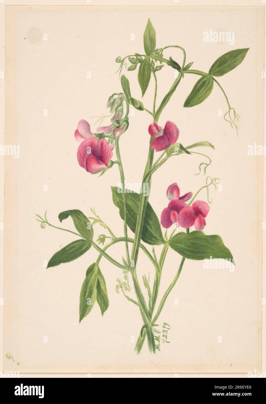 (Unbenannt--Blumenstudie). Datum: 1879. Aquarell auf Papier. Museum: Smithsonian American Art Museum. Stockfoto