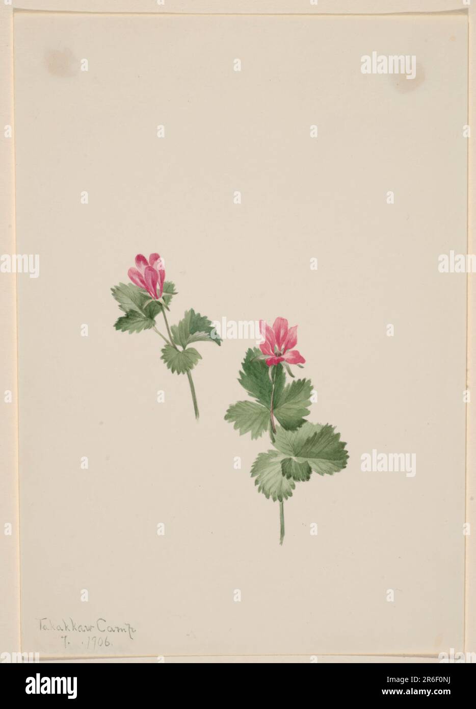 Rubus articus. Datum: 1881. Aquarell auf Papier. Museum: Smithsonian American Art Museum. Stockfoto