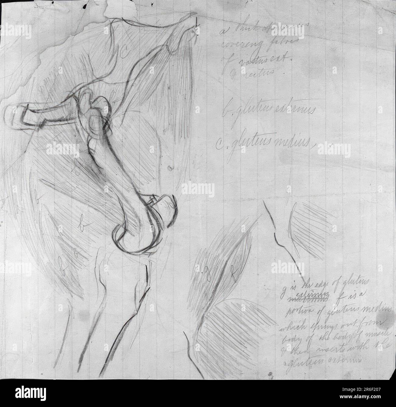 Anatomische Zeichnung. Graphitstift und orangefarbener und blauer Bleistift auf Papier. Datum: (c. 1878). MUSEUM: HIRSHHORN MUSEUM UND SKULPTURENGARTEN. Stockfoto