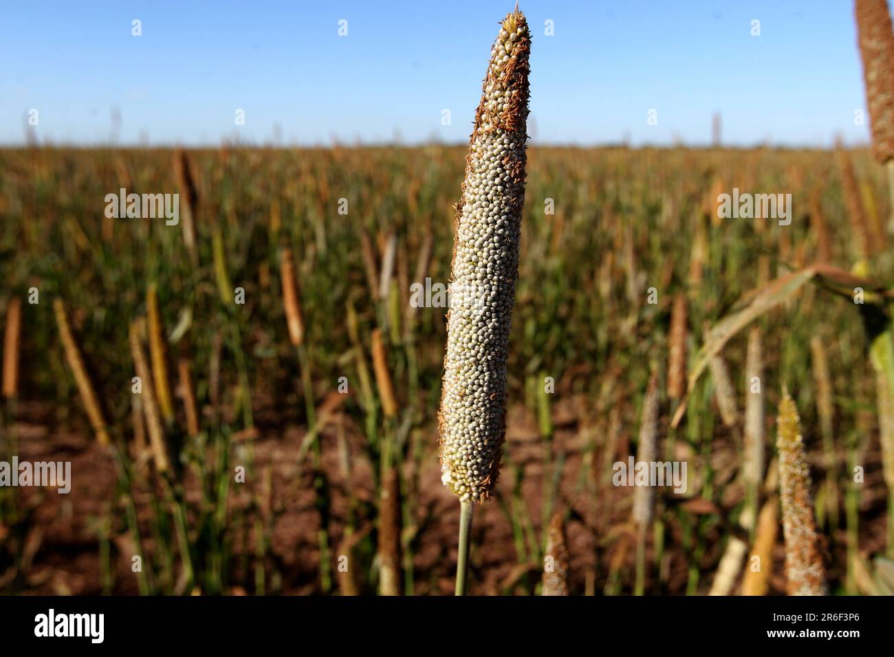 luiz eduardo magalhaes, bahia, brasilien 5. juni 2023 Anpflanzung