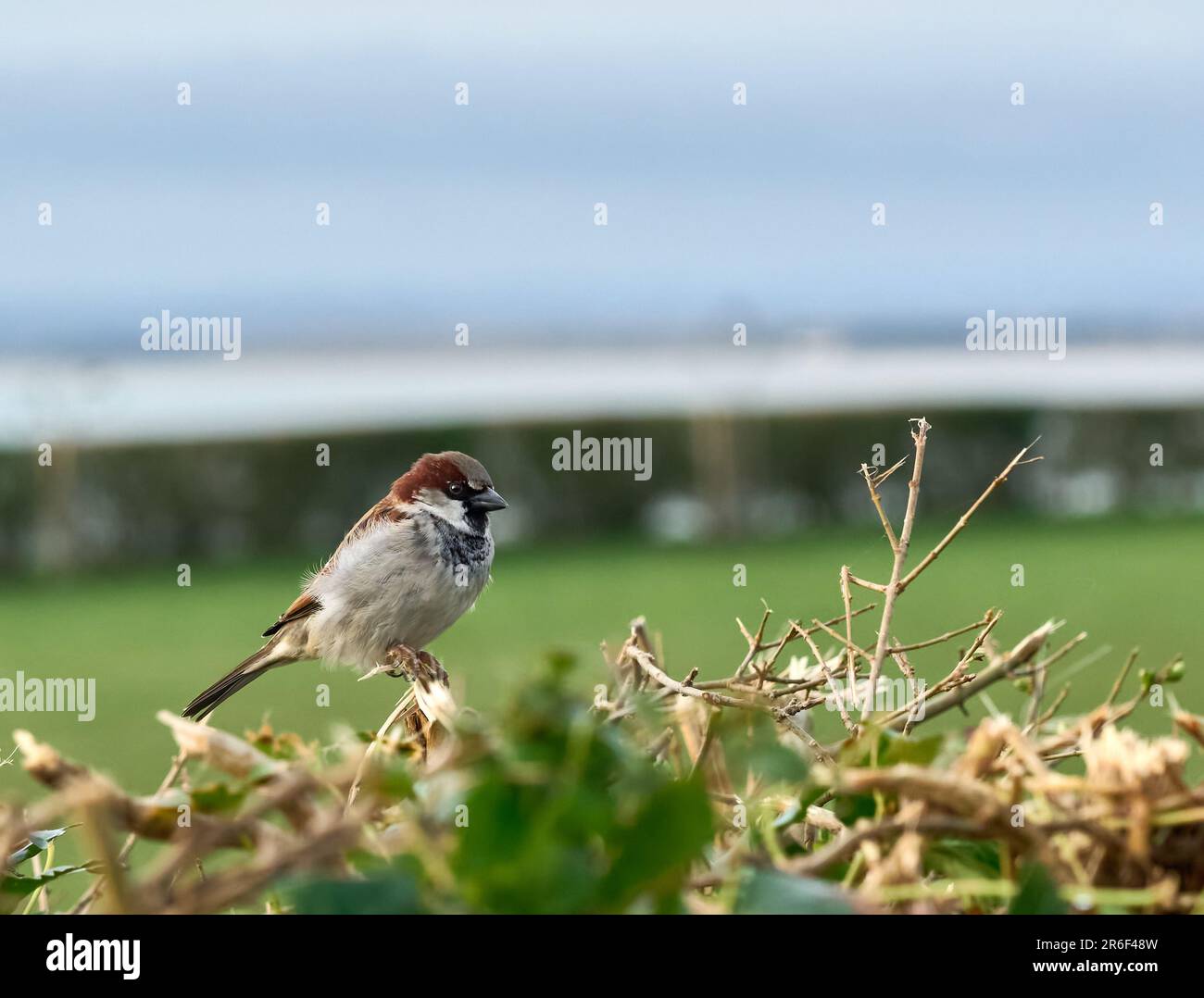 Ein Foto eines Spatzen an einer Hecke an der Südküste Großbritanniens Stockfoto