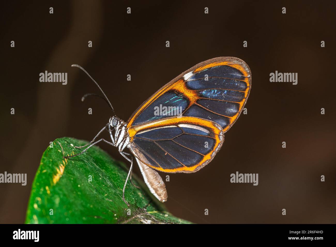 Ein Schmetterling mit Glasflügeln, der auf den Blättern des Santos Orchidarium-Gartens ruht und als Makrolinse aufgenommen wurde Stockfoto