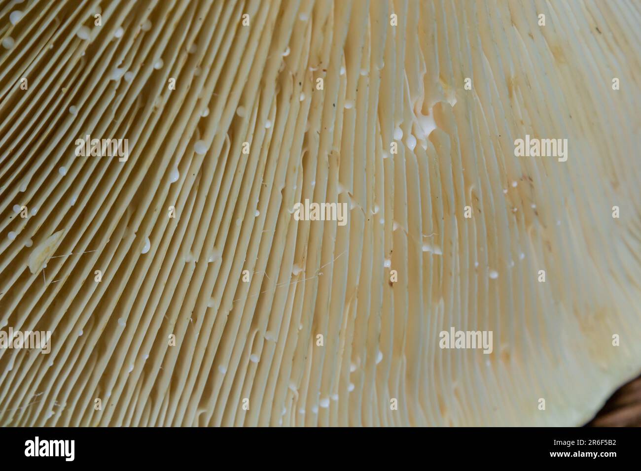 Selektiver Fokus, Nahaufnahme abstrakter Kappen von Champignon-Pilzen-Bodenansicht. Nahrungsmittelhintergrund, Makrofotografie eines Pilzes. Stockfoto