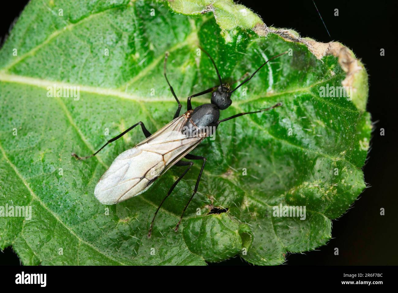 Geflügelte Soldatenameise, Coponotus compressus in Satara, Maharashtra, Indien Stockfoto