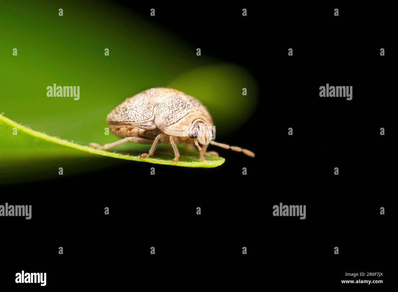 Lateralwand des Bean plastid Beetle, Megacopta cribraria in Satara, Maharashtra, Indien Stockfoto