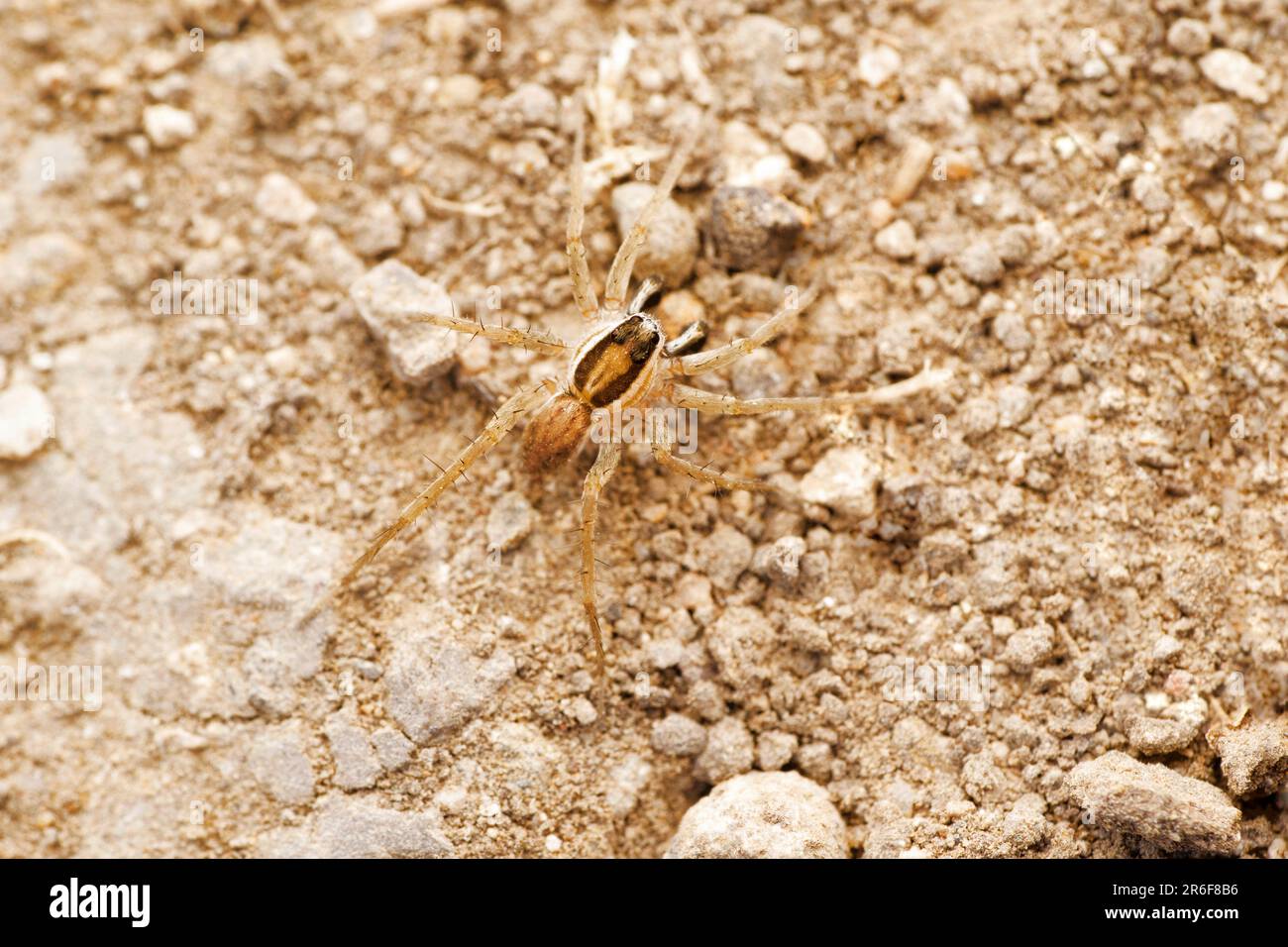 Erdwolfspinne, Draposa atropalpis in Satara, Maharashtra, Indien Stockfoto
