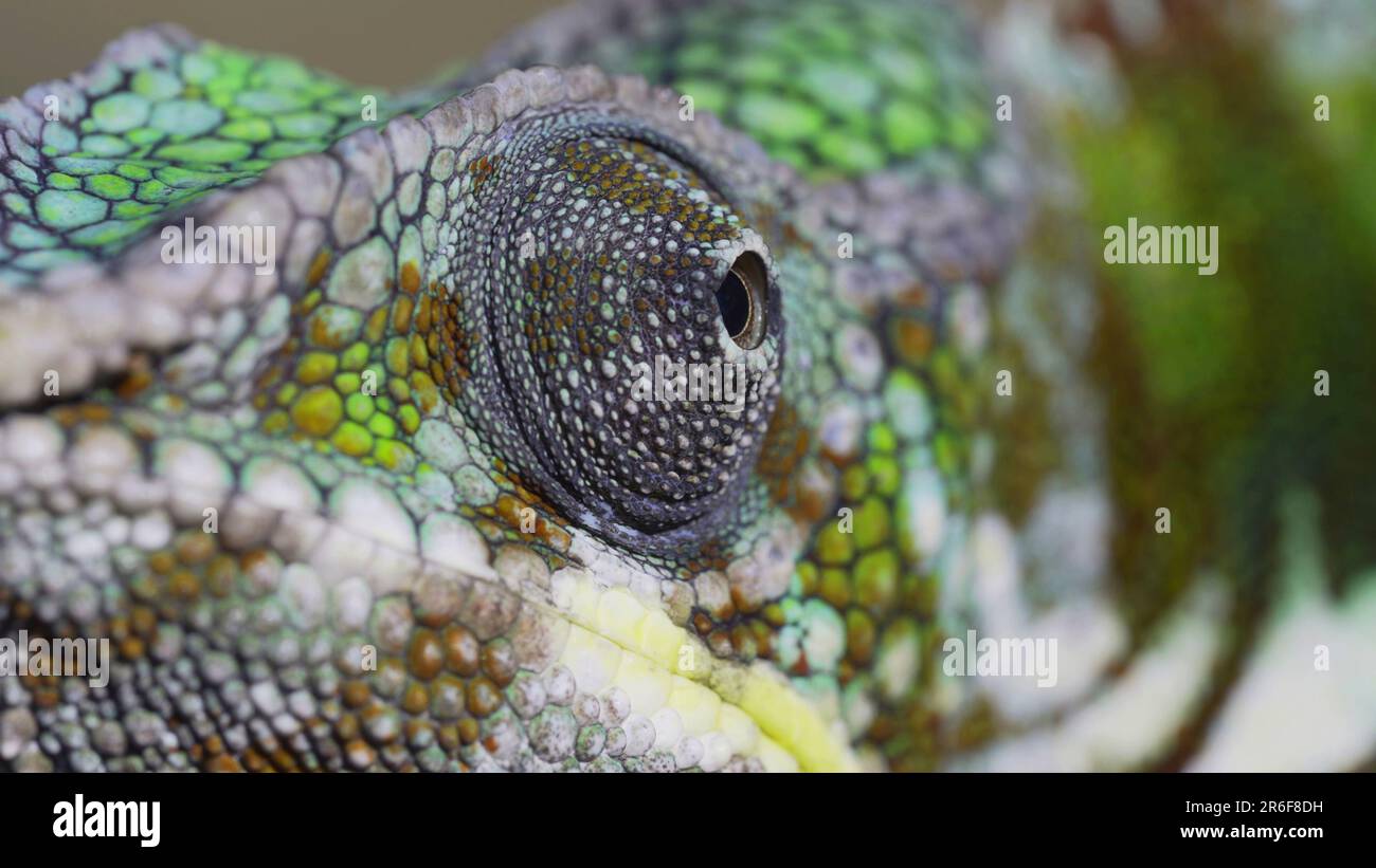 Extrem nahes Porträt, das Auge des Chamäleons dreht sich und schaut sich um. Panther Chamäleon (Furcifer pardalis). Stockfoto