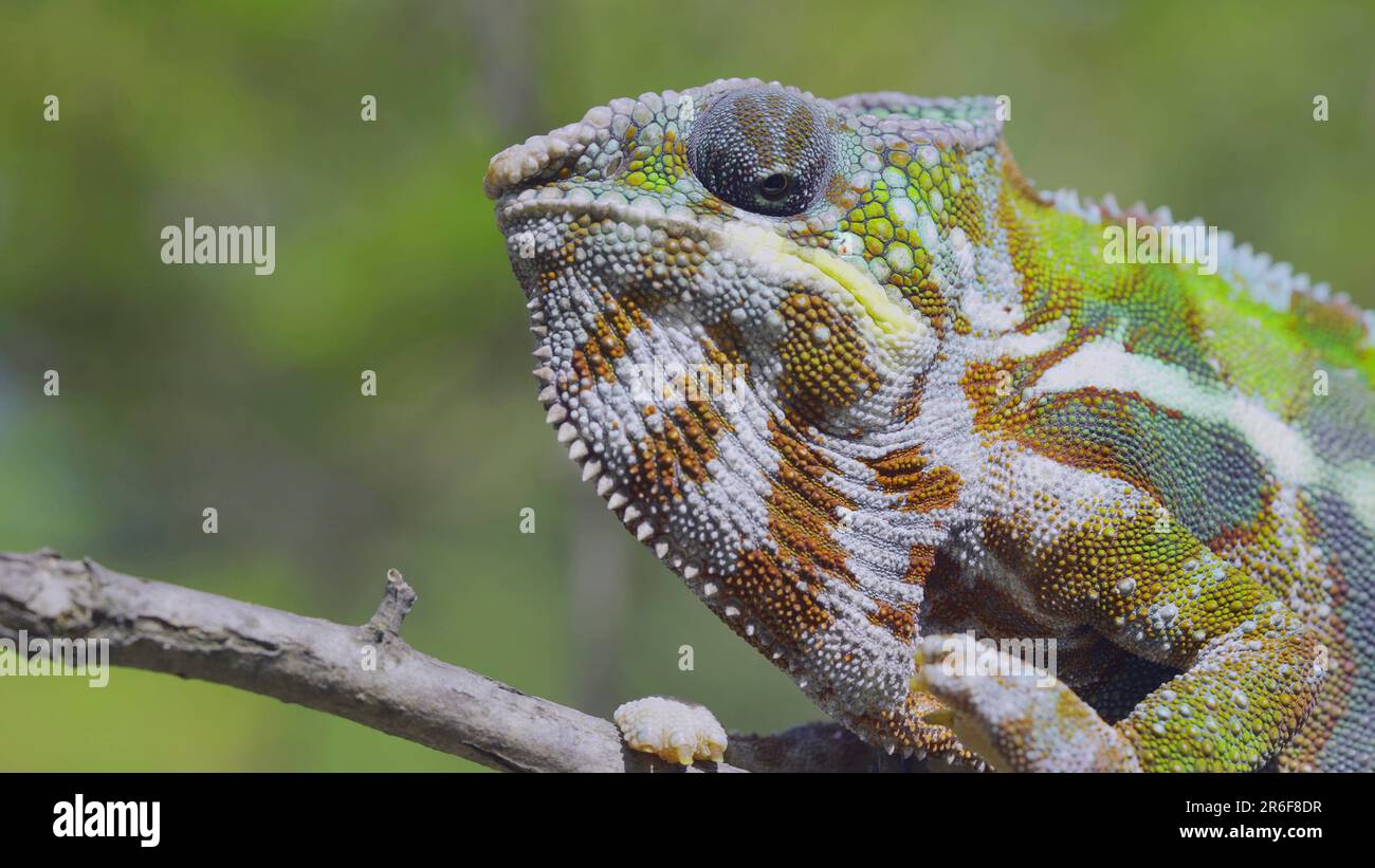 Nahaufnahmen des neugierigen Panther Chamäleons (Furcifer pardalis) sehen sich an sonnigen Tagen um. Stockfoto