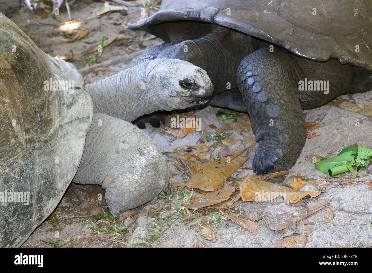 Die Riesenschildkröte (Aldabrachelys gigantea), von den Inseln der Aldabra Atoll auf den Seychellen, ist einer der grössten Schildkröten im w Stockfoto