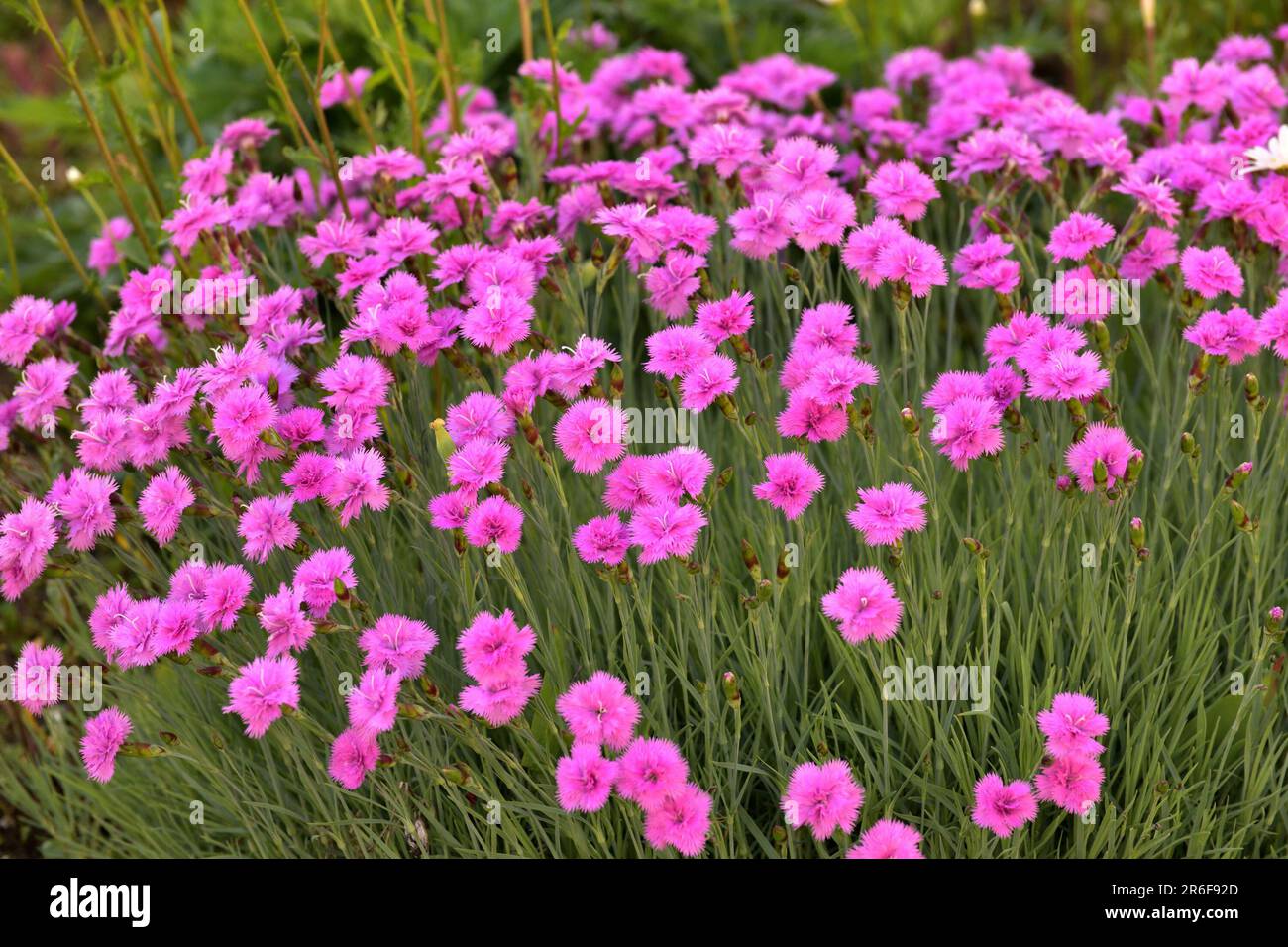 Wunderschöne rosa Nelkenblume wächst im Blumenbeet Stockfoto