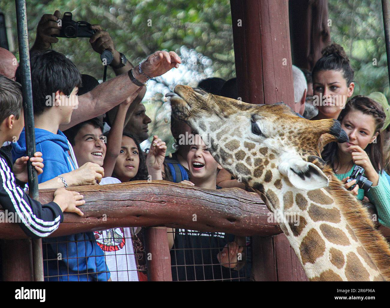 Im Streichelzoo Langata Giraffe Centre Nairobi Kenya füttern Besucher eine Giraffe Stockfoto